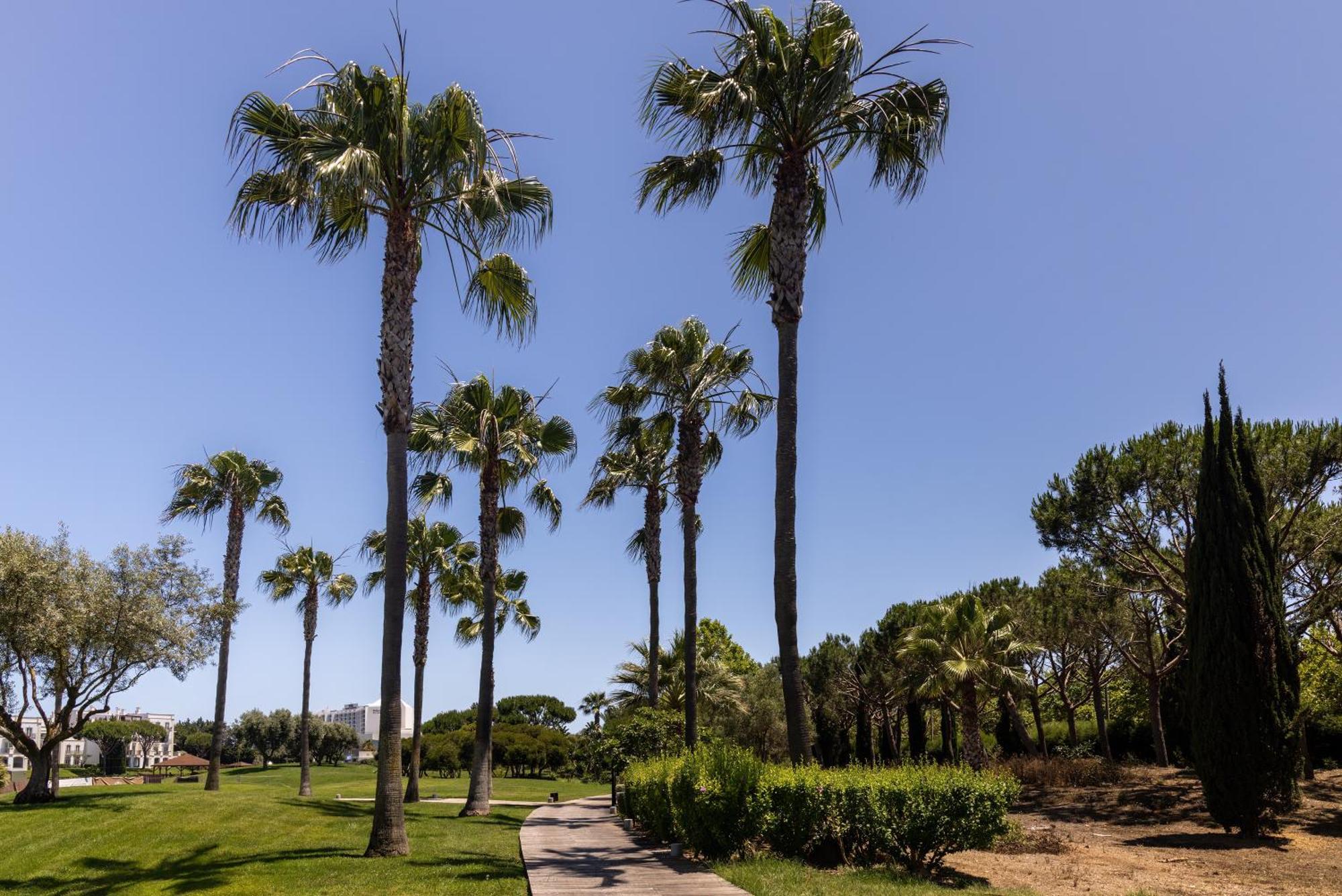 Domes Lake Algarve, Autograph Collection Vilamoura Eksteriør bilde Palm trees in the park